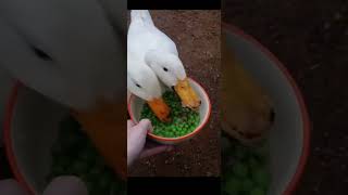 Ducks LOVE peas 🫛