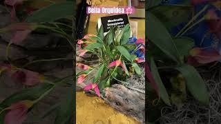 ✅Bella Orquidea de Exposición🌸#shorts#orchid#beautiful #flowers#spring#showcase #viralvideo