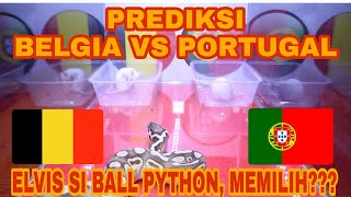 ULAR INI PREDIKSI LAGA BELGIA VS PORTUGAL DI 16 BESAR EURO 2020 !!! ELVIS SI BALL PYTHON MEMILIH ??