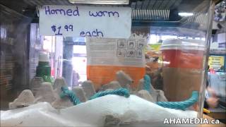 Tobacco hornworms in Vancouver pet store