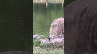 《高雄凹子底森林公園》可愛🐦白鶺鴒