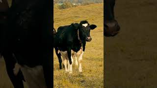 Cow#animalshorts #animals_sound