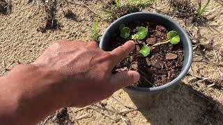 Sea Grape Status Update Video 5