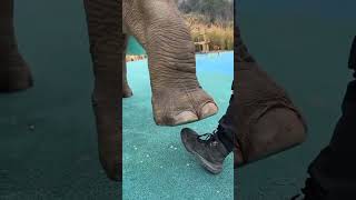 How strong is an elephant compared to a human? #shorts