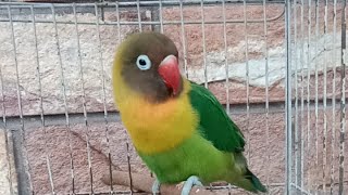 Green persanota,green love bird in a beautiful home, green parrot daily routine live, parrots green