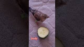 Dody the hybrid bird which I have hand fed #kawaii #cute #diy #food #birds #goldfinch #pets #dodo