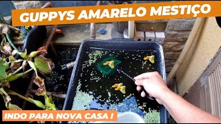 Inicio da nova estufa "raiz " Guppys. Veja como fiz.