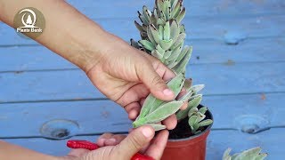 How to grow Velvet Leaf Kalanchoe - Kalanchoe tomentoza