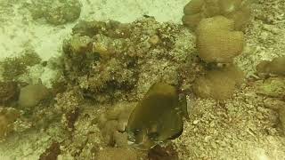 Fish   Batfish 2