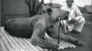 The man-eating Lions who ate 135 men (short documentary)