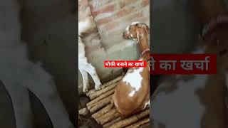 Chauki banane Me kitna Kharcha Aya | #goat #goathealth #animal #goatfarm