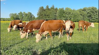 Curious Cattle in a Buttercup Filled Pasture