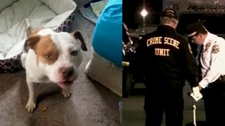 Bystander attacked by pit bull amid dispute