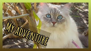 We go into the forest with Mia VLOG - CatMia