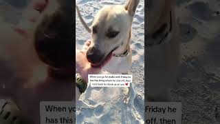 Dog checks up on us all the time at Muizenberg Beach 🏖️🐶😍 #muizenbergbeach #capetown #dog