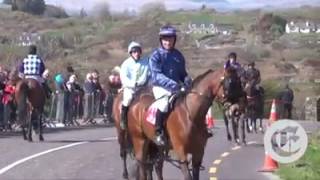 Corrida de American Troter American GP Horse