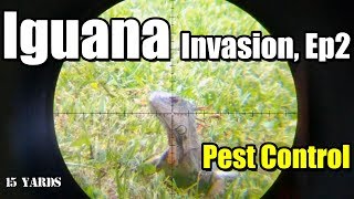 Florida Iguana Invasion Ep2 | Pest Control | Orion the Iguana Hunter