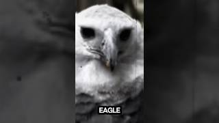 Harpy Eagles..#facts #funfacts #shortfacts #interestingfacts #foryou #randomfacts #fyp