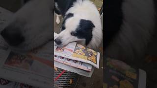 Border Collie Wnosi Gazete #bordercollie #monio #trick #funydog #trick