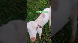 Village goats