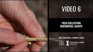 6.  Field collection of weed biocontrol agents