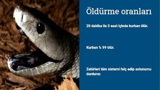 Taipan Yılanından Sonra Dünyanın En Zehirli 2. Yılanı