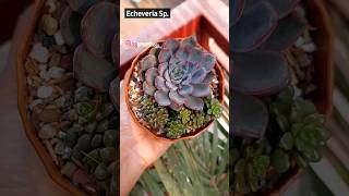 New Ornamental Plants - Succulent Plant Care