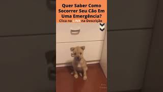 🐕Cãozinhos Espertos, Curiosos e Famintos! #shorts