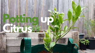 Growing Citrus in Containers