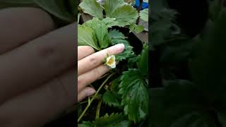 seger banget liat yang ijo ijo #farm #fypシ #reels #farmer #petani #dieng #farming #shortvideo