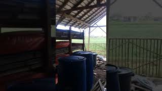 Budidaya maggot dan produksi POC  dan Em4 dari  KAMI BREBES