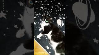 miu videosu part 4😇😂😂😂😂😂😂😂😂😂😂😂😂😂😂😂😂😂😂😂😂😂komik kedi