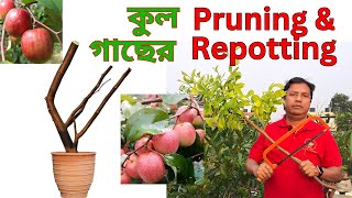 When & How to Prune & Repot Apple Ber Plant Properly | কুল গাছের প্রুনিং ও রিপটিং কখন কীভাবে করবেন?