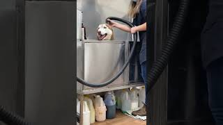 Screaming dog at groomer 🤣🤣 #funnyanimals #husky #funnydogs