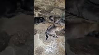 German Shepherd new Born Puppies💥🎊❤️ #subscribe #natgeo #germanshepherd #cammy #viraldogsvideos