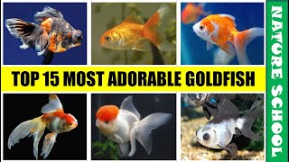 top 15 most adorable goldfish varieties nature school