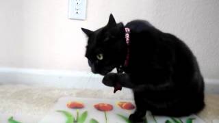 Cat Drinks Water With Her Paw