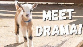 Meet The Cutest Little Goat EVER! #shorts