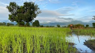 Restoring tropical landscapes for biodiversity and human wellbeing - Marion Pfeifer