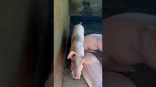 Cute baby pig at the farm Asmr  🐷