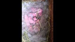 10 minutes old baby rabbits