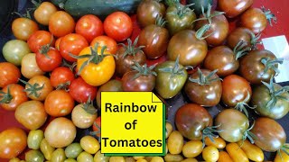 Rainbow of Tomatoes