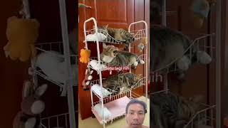 Kucing Pilih pilih tempat tidur susun #kucinglucu #funnycats #shorts