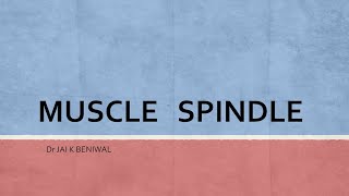 Muscle Spindle