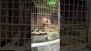 Cute 💖 Bear 🐻 | Zoo | Sri Lanka 🇱🇰 💖💚💙💛👍👌🧡❤️💜, cute animals, animals,  travel #subscribe #shorts