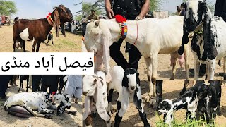 Faisalabad bakra mandi new updates beetal milking goats bacho wali bakriya [haider tv vlog]