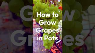 How to Grow Grapes in Pots or Containers