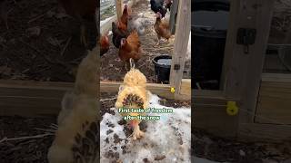 Free range and dust baths 🐔#shortsfeed #shortvideo