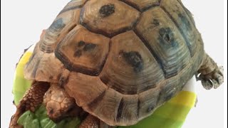 You Won't Believe How Hungry This Tortoise Is! Watch Its Epic Feast! #tortoise #hungry