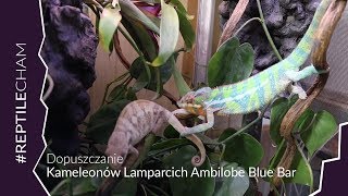 Rozmnażanie Kameleonów Lamparcich Ambilobe Blue Bar